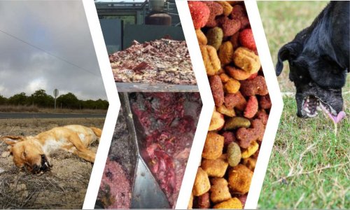 NON aux croquettes meurtrières !