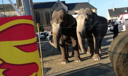 NON aux animaux dans le cirque de Bayeux
