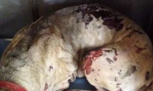 STOP AUX GROUPES DE VENTES ET DE DONS D'ANIMAUX ENTRE PARTICULIERS