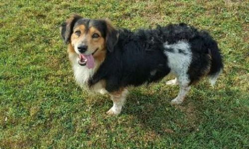 Justice pour Gaby tué sauvagement par 3 molosses