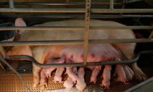 STOP AUX CAGES pour les truies en France !