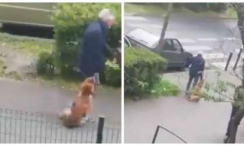 Contestation du classement sans suite : chien étranglé, secoué, frappé au sol et traîné par son maître dans une rue d'Argenteuil le 23 avril 2019