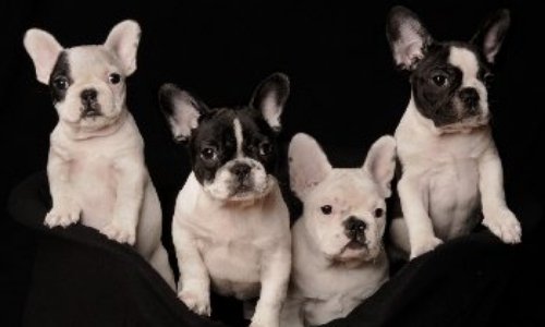 Renforcer la protection animale