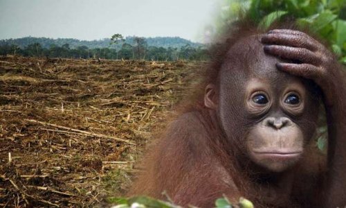 S.O.S déFAUNèstation !!!