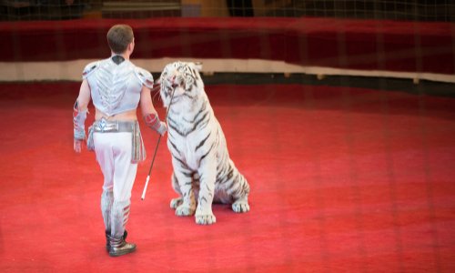 Interdire les cirques exploitant des animaux à Franconville