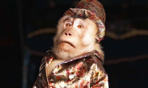 Non aux cirques avec animaux à Dunkerque