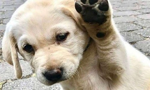 Interdiction pour les maîtres ayant maltraités leur animal d'en détenir à nouveau