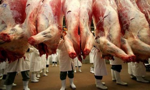 Stop aux abattoirs