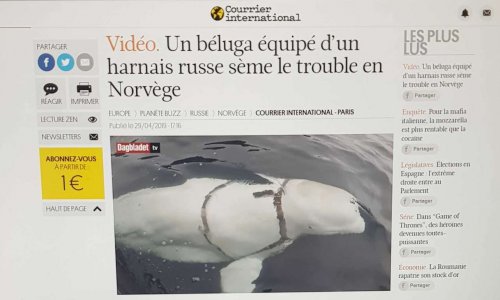 NON à l'utilisation des bélugas à des fins militaires