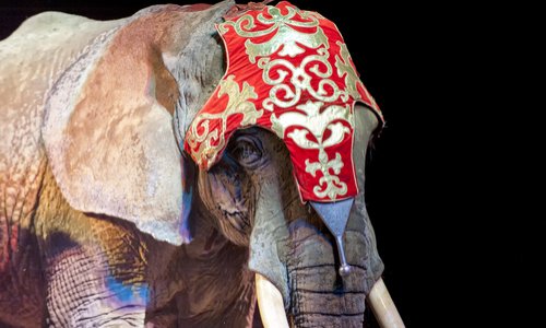 Contre la venue du cirque Muller (avec animaux) à Bagnères-de-Bigorre et Pouzac