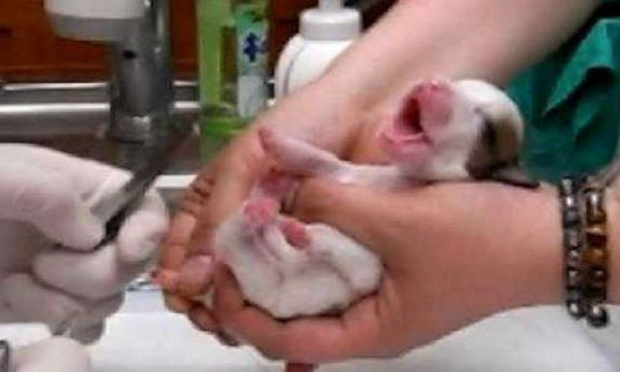 Queues de chiots mutilées : NON à la torture !