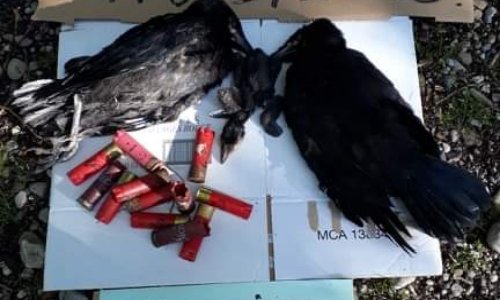 Stop au massacre des Corbeaux