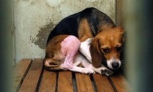 Mézilles; Non au Label 