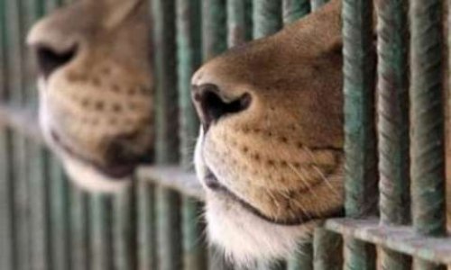 Pour des cirques sans animaux à Aurillac