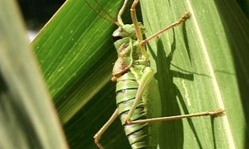 Une terre vivable pour nos enfants ? Des actes Monsieur Macron : revenez sur ce décret qui réduit le Conseil National de Protection de la Nature à l'inefficacité