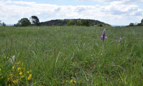 SAUVONS LES CHAUMES de Villers la faye