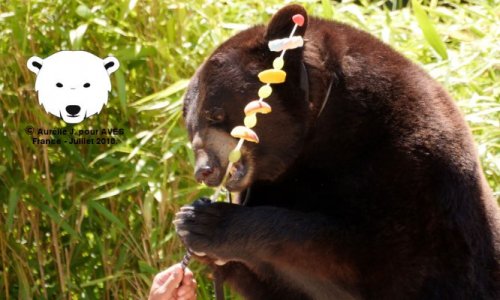 Non au spectacle d'ours à la VIème fête Gallo-Romaine de Châteaubleau