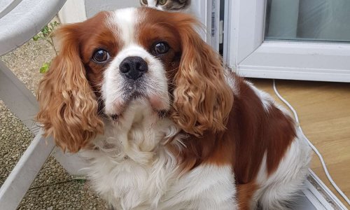 JUSTICE pour Gipsy, tué par les crocs de 2 chiens catégorisés