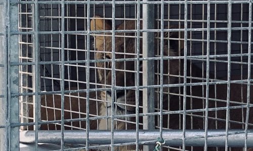 Stop à l’accueil des cirques avec animaux à Saint-Jorioz