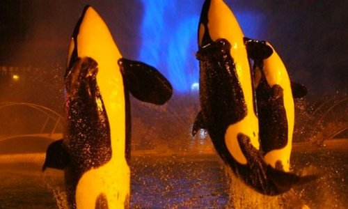 Pétition autoriser les spectacles nocturnes des orques