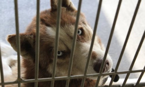 Les Huskies ne sont pas des accessoires de mode