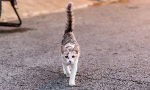 Stop à la disparition des chats !