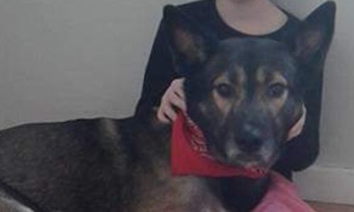 Aidez-moi à récupérer mon chien...