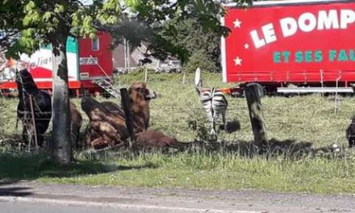 Non à l'accueil des cirques avec animaux à Orchies.