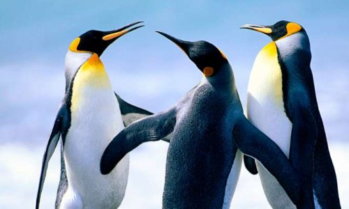 poursuivre au pénal Ségolène Royal comme les Balkany pour détournement d'argent public, corruption et autres crimes et délits