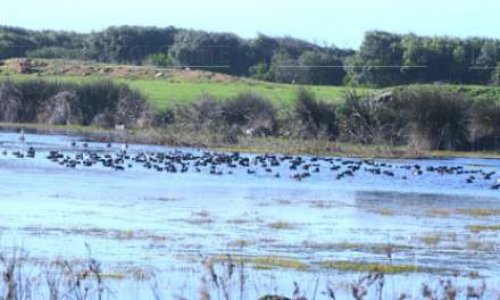Le site humide Dar Bouazza est en danger !