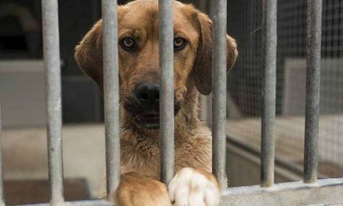 Interdiction &agrave; la vente d'animaux dans les animaleries