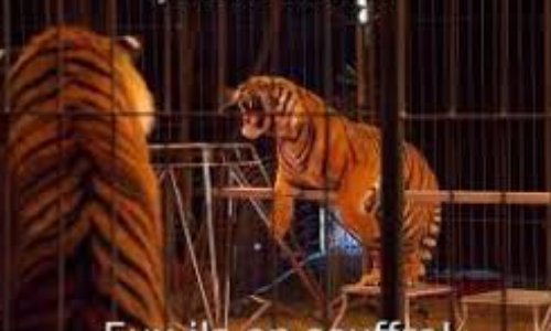 Plus de cirques animaliers sur les parkings Auchan