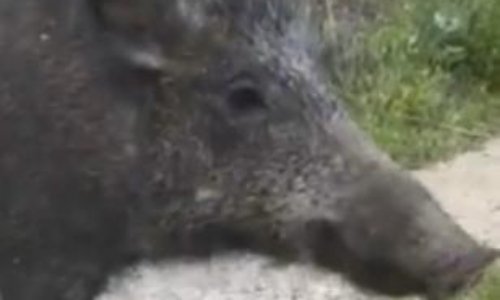 SAUVONS LE SANGLIER SOCIABLE DE LA CALANQUE DE PORT MIOU(Cassis)