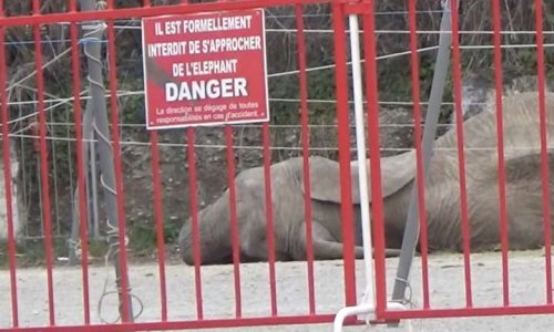 Un Sanctuaire pour Samba #CirquesSansAnimaux