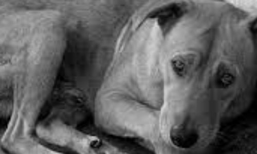 Respectez vos obligations vis à vis des divagations animales sur notre commune