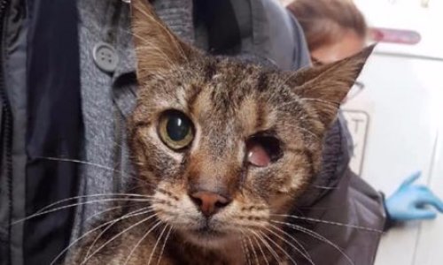 Affaire du couple infernal de Bastia