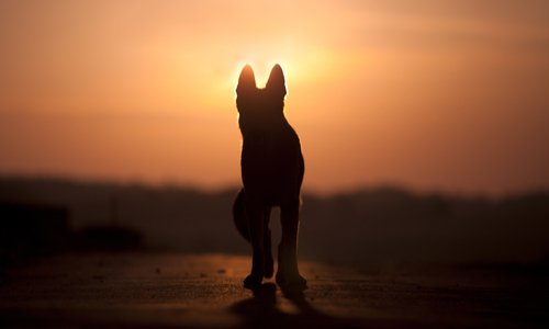 Pour un cimetière et crématorium animalier à La Réunion