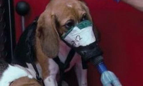 NON à l’exploitation des animaux pour tester la cigarette