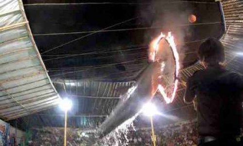 L'horrible vérité des delphinariums ambulants en Indonésie : 72 dauphins sont en danger de mort