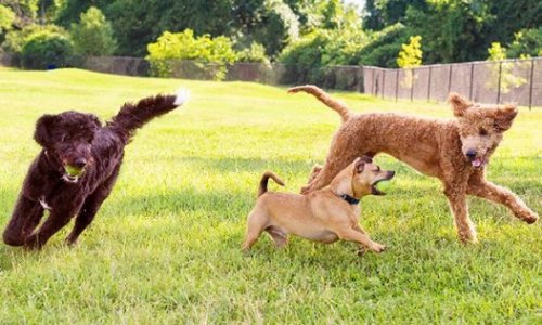 Création d'un parc canin dans la ville de Clichy