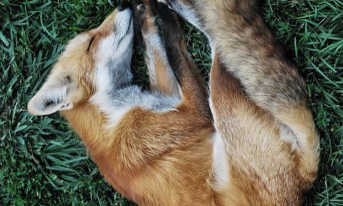 INTERDIRE LA CHASSE LE DIMANCHE