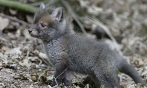 Stop piégeage de renardeaux et de leur maman dans le Haut Rhin