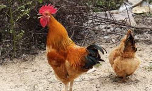 Soutien au maire de Gajac pour inscrire le bruit des cloches des églises, le meuglement des vaches, le chant du coq au patrimoine national