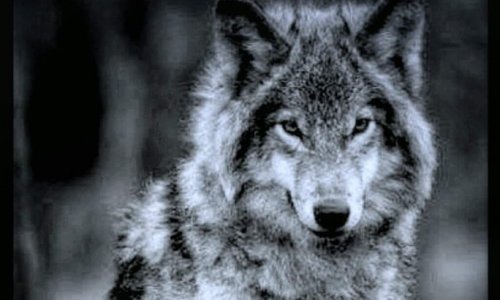Stop aux massacres d animaux