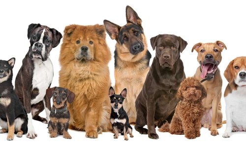 Pour la création d'un parc à Chiens à Marseillan