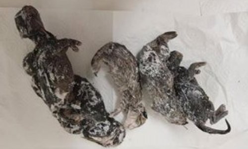 JUSTICE pour les  chatons massacrés à Draguignan