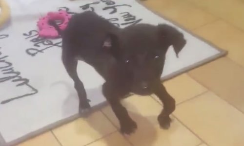 ALERTE MALTRAITANCE : réclamation d’interdiction de détenir des animaux