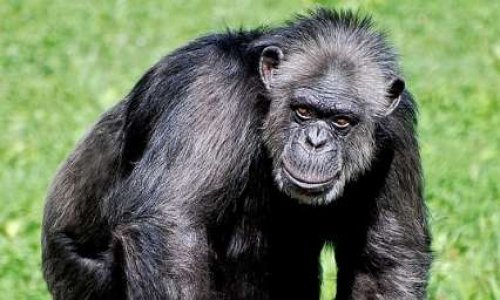 POUR la FERMETURE du ZOO Le PAL dans L'Allier & autres ZOOS !