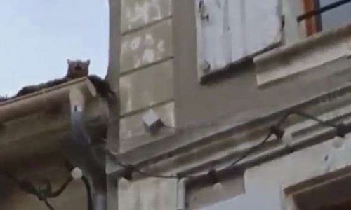 Sauvons un chat prisonnier sur un toit à Agen