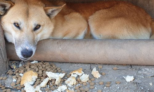 Arrêtez les tueurs d’animaux ! Justice pour Codita et autres animaux tués ou torturés dans les villages roumains !